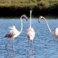 Flamants roses dans l'étang de Mejean